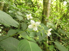 Klaprothia mentzelioides