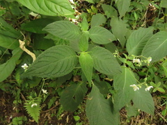 Klaprothia mentzelioides