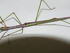 Sipyloidea similis