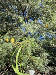 Vachellia karroo