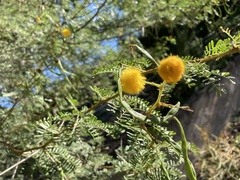 Vachellia karroo
