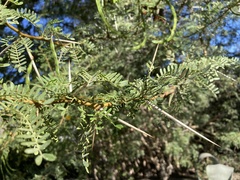 Vachellia karroo