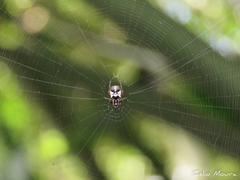 Micrathena picta