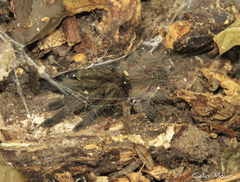 Dolichothele exilis