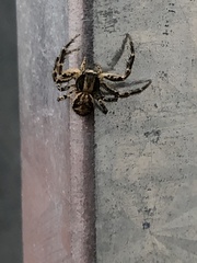 Xysticus