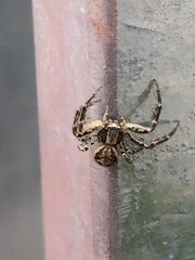 Xysticus