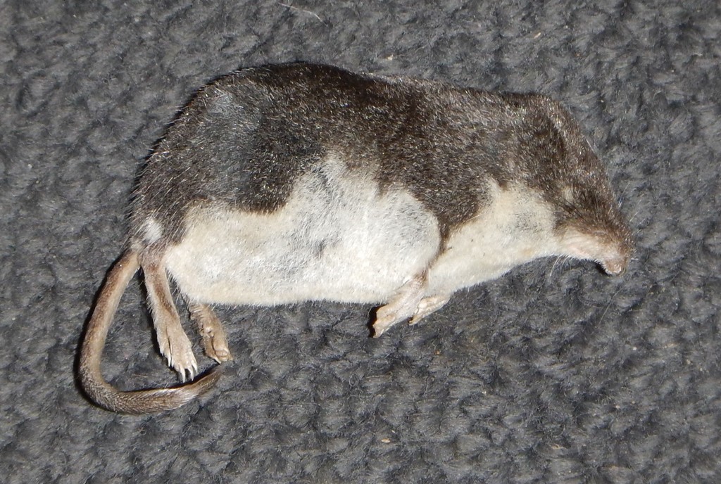 Mediterranean Water Shrew