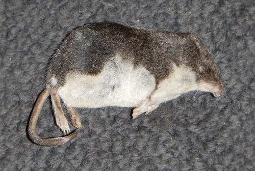 Mediterranean Water Shrew, photo 3 of 10