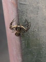 Xysticus
