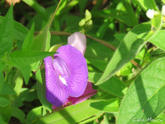 Centrosema brasilianum