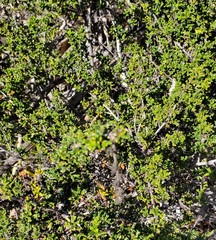 Ceanothus dentatus