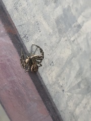 Xysticus