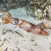 Bigfin Reef Squid - Photo (c) Jean-Paul Cassez, some rights reserved (CC BY-NC), uploaded by Jean-Paul Cassez