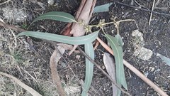 Eucalyptus nitens