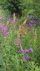 Cirsium rivulare