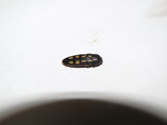 Castiarina azurea