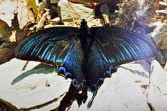 Papilio dehaanii