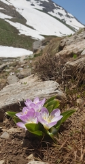 Colchicum kurdicum