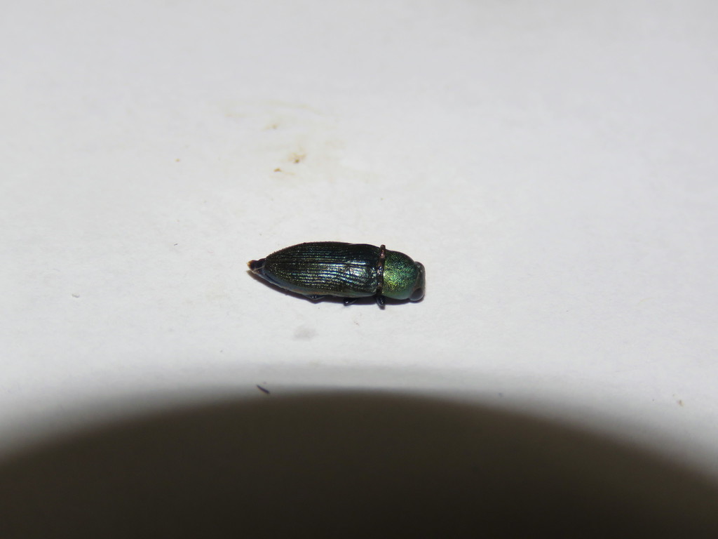 Neobubastes nickerli