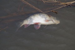 Leuciscus idus