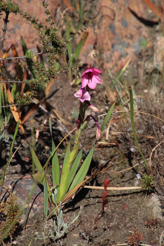 Image of Watsonia strictiflora by (c) Tony Rebelo, some rights reserved (CC BY-SA)