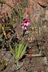 Watsonia strictiflora