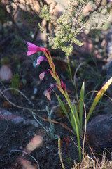Watsonia strictiflora