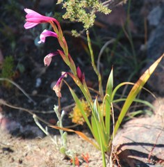 Watsonia strictiflora