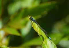 Acanthagrion lancea