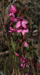 Watsonia strictiflora