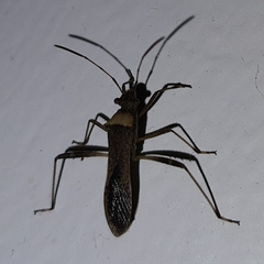 Neomegalotomus parvus