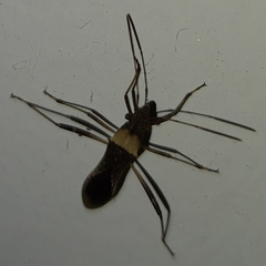 Neomegalotomus parvus