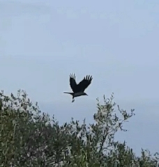 Corvus cornix