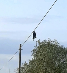 Corvus cornix