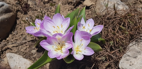 Colchicum kurdicum