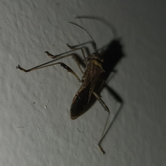 Neomegalotomus parvus