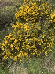 Ulex europaeus