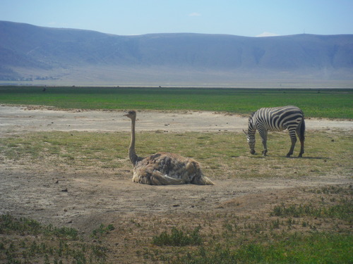 Struthio camelus