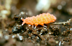 Bilobella