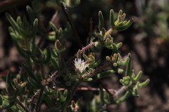 Drosanthemum calycinum
