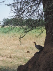 Pternistis leucoscepus