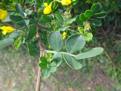 Coronilla valentina