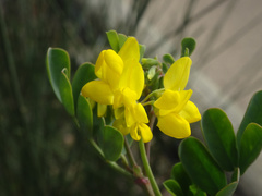 Coronilla valentina
