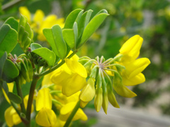 Coronilla valentina