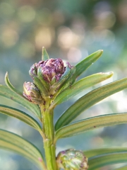 Cecidophyopsis psilaspis