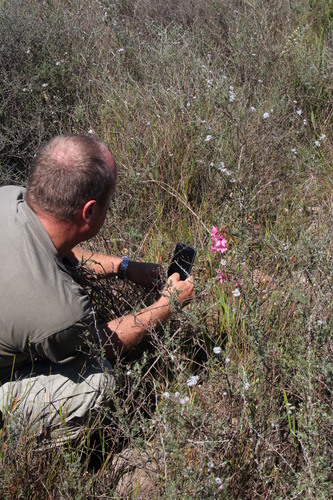 Image of Watsonia strictiflora by (c) Tony Rebelo, some rights reserved (CC BY-SA)