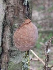 Fomitiporia hippophaeicola