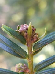 Cecidophyopsis psilaspis