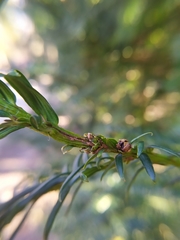 Cecidophyopsis psilaspis