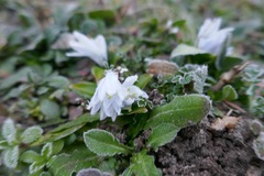 Scilla mischtschenkoana